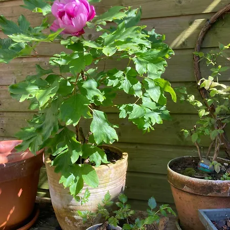 Deborah's Hiding Place *