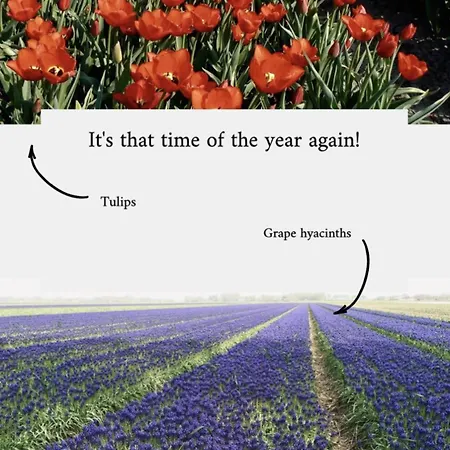 Deborah's Hiding Place * ألكمار