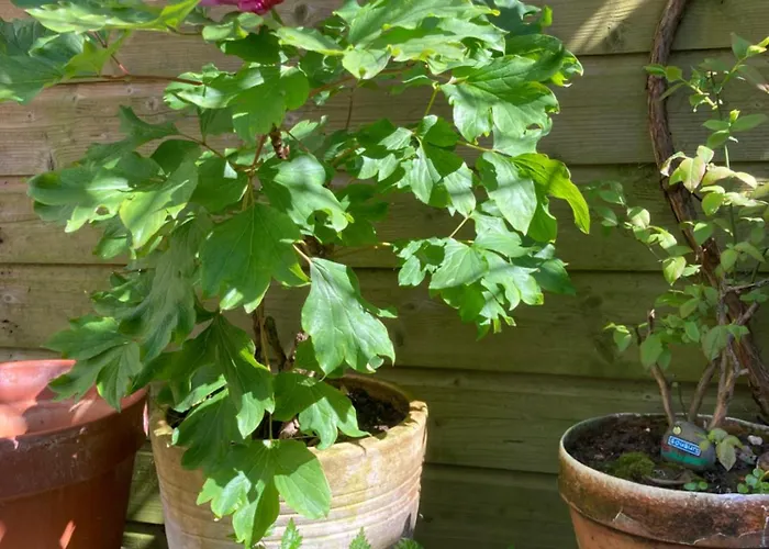 Deborah's Hiding Place *